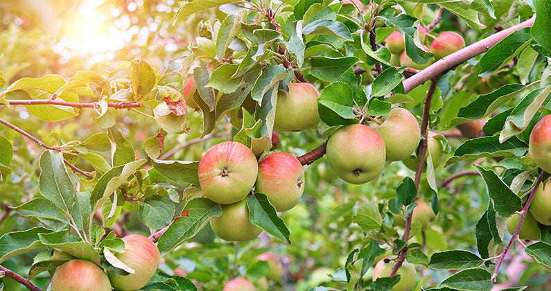 4 Health Benefits of Cider.